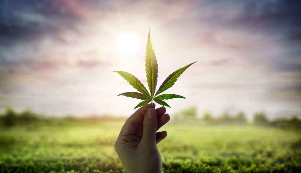 Is it Legal to Grow Marijuana in California