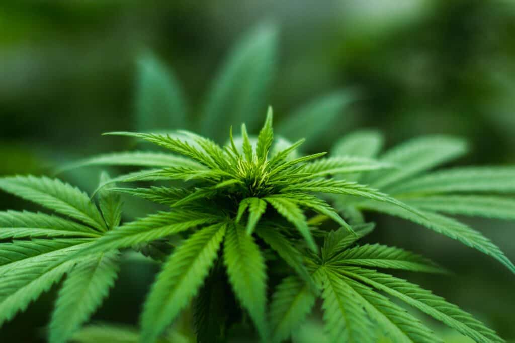 grow your own Cannabis