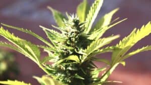 Medical Marijuana Card