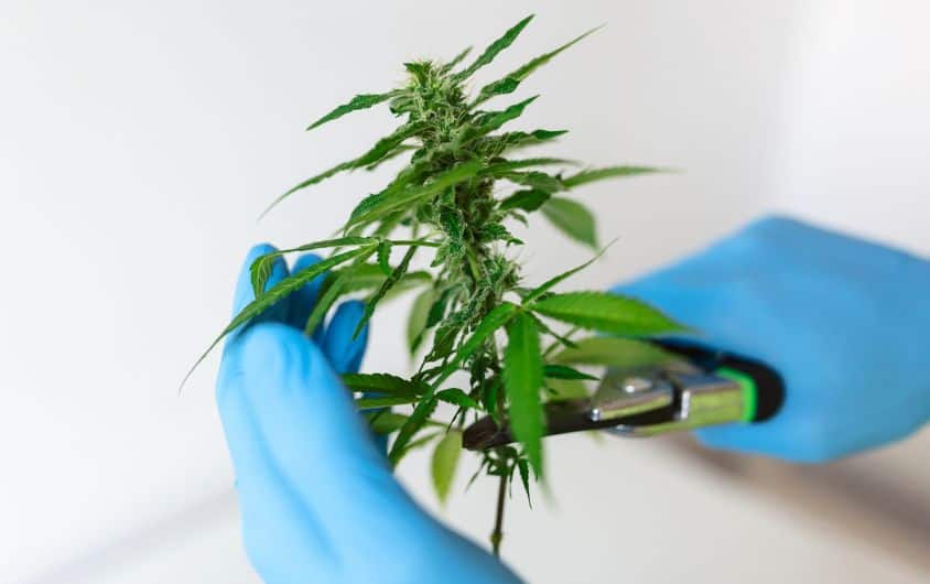 Medical Marijuana Card