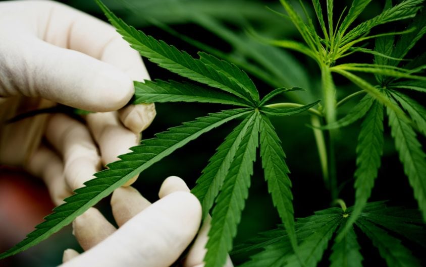 Medical Marijuana Card