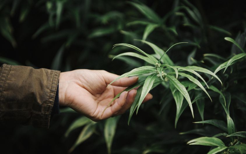 Medical Marijuana Card